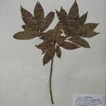 Dodecadenia grandiflora Diğer