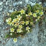 Saxifraga muscoides Fula