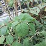 Lycium cestroides Hoja