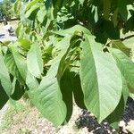 Asimina triloba Lehti