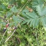 Rubus nemoralis Plod