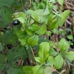 Silene baccifera Φρούτο