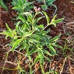 Gutenbergia boranensis Leaf