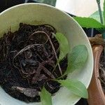 Spinacia oleracea Leaf