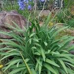 Agapanthus campanulatus Habitat