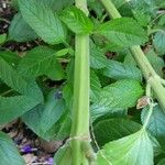 Salvia farinacea Bark