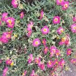 Helianthemum vesicarium Flor