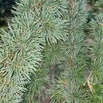 Cedrus atlantica Blad