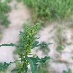 Oxybasis glauca পাতা