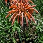 Aloe maculata花