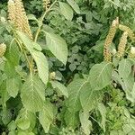 Phytolacca acinosa Libunga