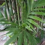 Areca triandra Folio