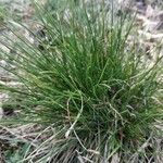 Festuca gautieri Leaf