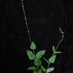 Phryma oblongifolia عادت