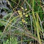 Earina deplanchei Habit