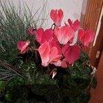 Cyclamen repandum Flor
