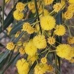 Acacia saligna Kwiat