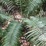 Encephalartos villosus পাতা