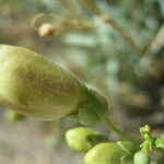 Penstemon fruticiformis Fruit