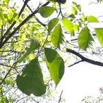 Tabebuia roseoalba Blatt