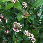 Viburnum tinusKukka