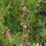 Polygonum aviculare 果實