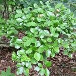 Vaccinium arboreum Leaf