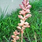 Orobanche teucrii Flor