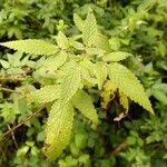 Cedronella canariensis Leaf