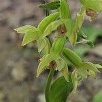 Epipactis persica 花