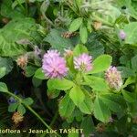 Trifolium resupinatum Habit
