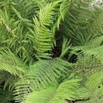 Polystichum setiferum Συνήθη χαρακτηριστικά