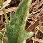 Tridax procumbens पत्ता