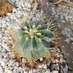 Ferocactus glaucescens Foglia