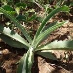 Kalanchoe brachyloba Хабит