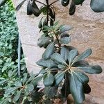 Pittosporum heterophyllum Hostoa