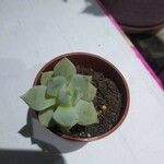 Graptopetalum macdougallii Leaf