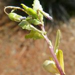 Solenopsis laurentia 葉