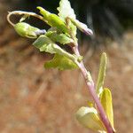 Solenopsis laurentia Blatt