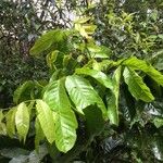 Tachigali costaricensis पत्ता