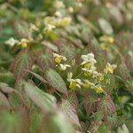 Epimedium × versicolor List