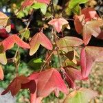 Acer monspessulanum Blatt