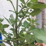 Solanum nigrum Hábito