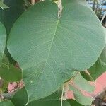 Argyreia nervosa Leaf