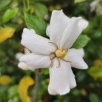 Gardenia jasminoides Blodyn