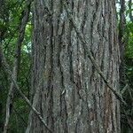 Ulmus thomasii Bark