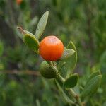 Osyris lanceolata Fruit