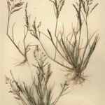 Eragrostis pilosa موطن