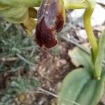 Ophrys fusca Blomma