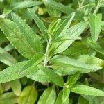 Veronica spicata Blatt